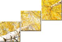 70 90CM OBRAZ 3 ELEM BRZOZA ŚCIENNY DRUK PŁÓTNO