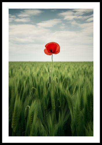 Plakat 40x60cm Samotny Mak na Polu na Arena.pl