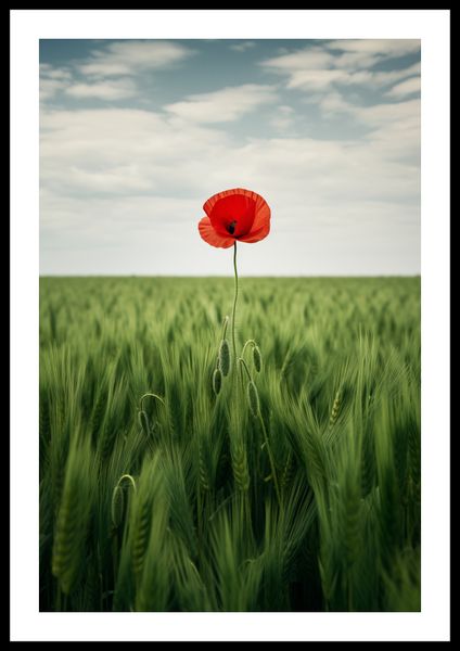 Plakat 40x60cm Samotny Mak na Polu zdjęcie 3