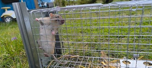 ŻYWOŁAPKA PUŁAPKA NA KUNY SZCZURY ŁASICE NORKI TCHÓRZE ŁASKI ŁAPKA na Arena.pl