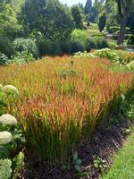 Imperata cylindryczna Red Baron barwny akcent do ogrodu