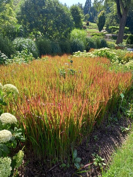 Imperata cylindryczna Red Baron barwny akcent do ogrodu zdjęcie 1