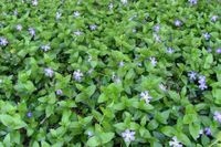 P9 BARWINEK VINCA MAJOR