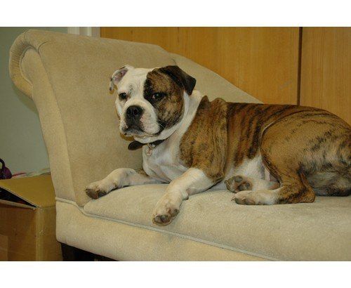 Pet Corrector 200ml na Arena.pl