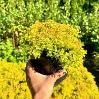 product-compare-57970384