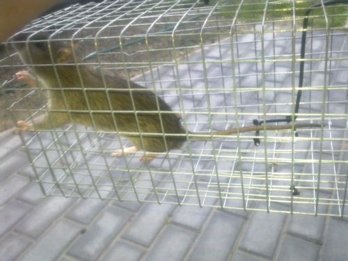 ŻYWOŁAPKA PUŁAPKA NA SZCZURY i inne 50/16/16 cm na Arena.pl