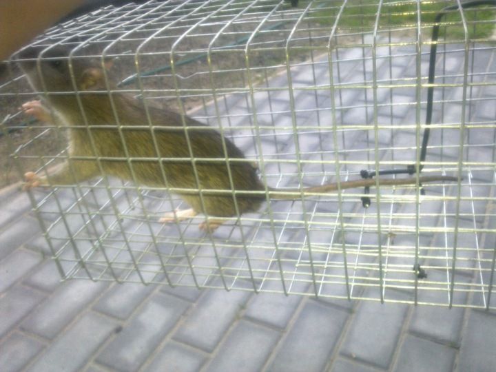 ŻYWOŁAPKA PUŁAPKA NA SZCZURY i inne 50/16/16 cm zdjęcie 3