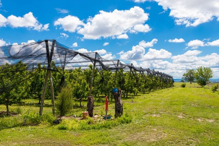 MOCNA SIATKA na PTAKI szpaki na BALKON DRZEWKA 10x10 m GRUBY SPLOT 20G zdjęcie 12