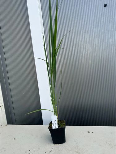 TRAWA Proso Northwind - sadzonki 10 / 20 cm na Arena.pl