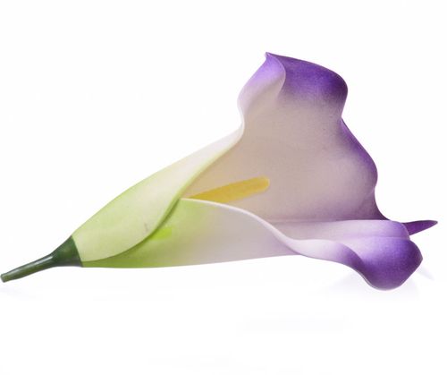 Kalia główka fiolet na Arena.pl