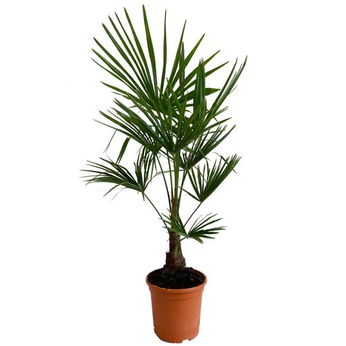 PALMA TRACHYCARPUS  FORTUNEI 120cm na Arena.pl