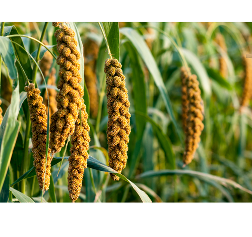 NESTOR Proso senegalskie żółte całe kłosy przysmak ptaków papugi w kłosach na Arena.pl