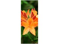 40X100CM AZALIA POMARAŃCZOWA OBRAZ PION