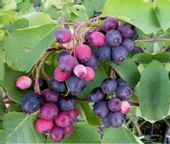 ŚWIDOŚLIWA OLCHOLISTNA Nelson - sadzonki w don.