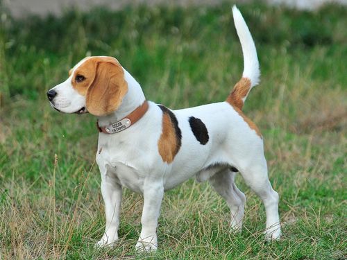 Obroża dla psa z identyfikatorem Tobacco rozmiar S na Arena.pl
