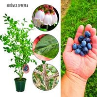 Borówka Spartan słodko-kwaśna odmiana KRZEW 60-90 cm