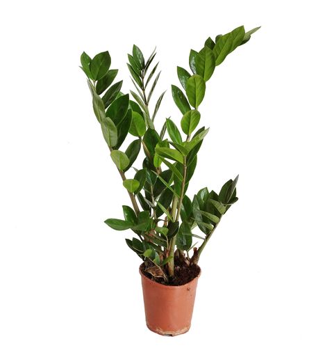 ZAMIOKULKAS (ZAMIOCULCAS) 55cm na Arena.pl