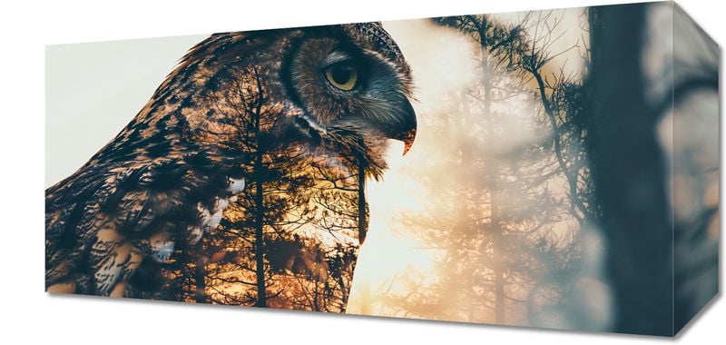 Obraz 40x20cm Sowi Duch zdjęcie 1