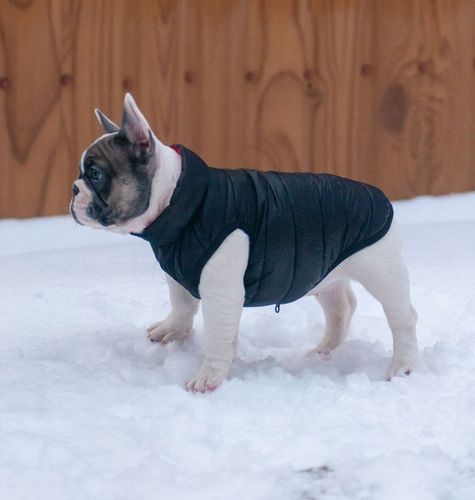 Dwustronna kurtka dla psa zielona-czarna, r. S40 na Arena.pl