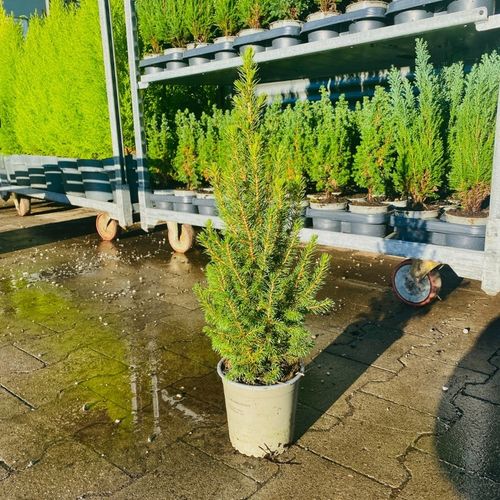 ŚWIERK CONICA ŁADNA CHOINECZKA DO DOMU I OGRODU CAŁOROCZNA SADZONKA W DONIC na Arena.pl