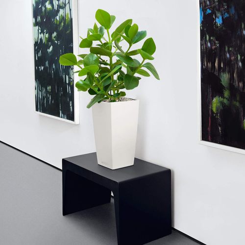 KLUZJA (CLUSIA)  30 cm na Arena.pl