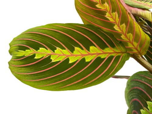 MARANTA FASCINATOR 30cm na Arena.pl