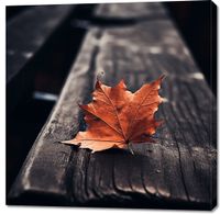 Obraz 100x100cm Pojedynczy Liść
