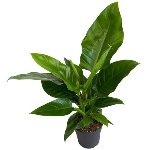 FILODENDRON IMPERIAL GREEN 55cm na Arena.pl
