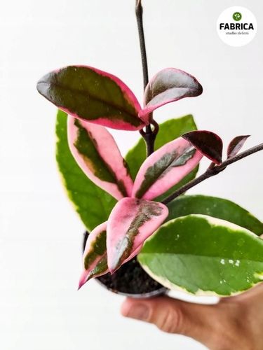 Hoya / Hoja carnosa Flamingo dream na Arena.pl