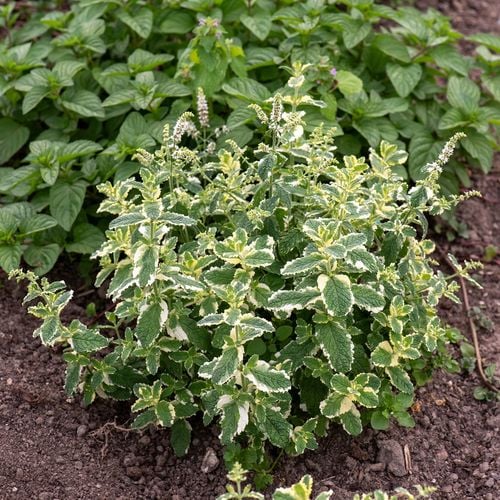 Mięta Variegata - Mentha rotundifolia na Arena.pl