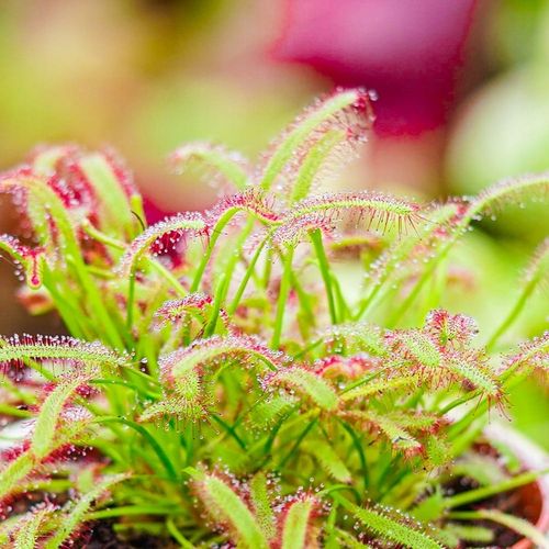 Drosera capensis ROSICZKA PRZYLĄDKOWA na Arena.pl