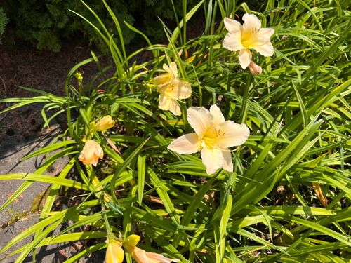 Liliowiec 'Arctic Snow' (Hemerocallis) P13 na Arena.pl