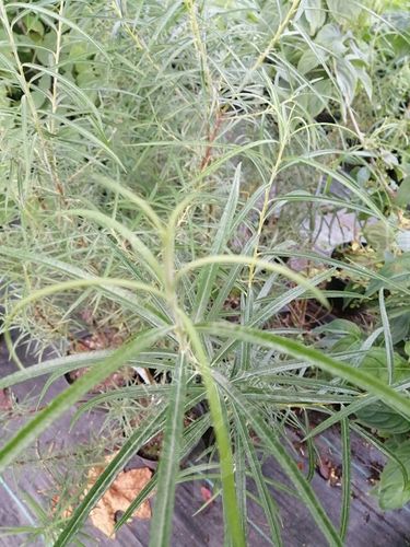 Wierzba rokita rosmarnifolia puszysty dywan na Arena.pl