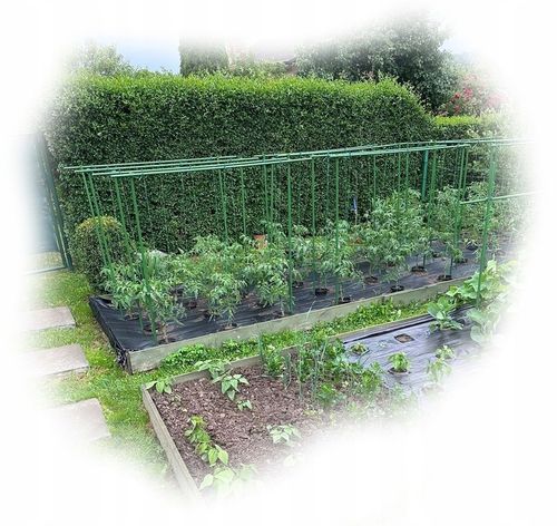 Tyczka Podpora Palik do Pomidorów Roślin Kwiatów 1,1 x 150 cm 10 szt na Arena.pl