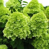 HORTENSJA bukietowa 'Limelight' OGROMNE LIMONKOWE KWIATY