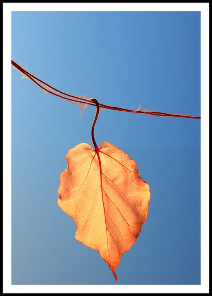 Plakat 68x98cm Ostatni Liść zdjęcie 3