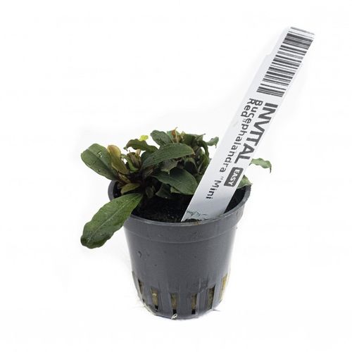 Bucephalandra "Mini Red" na Arena.pl