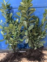 Laurowiśnia Novita 50-80cm sadzonki na żywopłot KILKUPĘDOWE PAKIET 10 szt