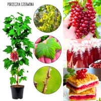 Czerwona Porzeczka deserowa odmiana KRZEW 40-60 cm