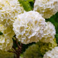 Kalina koralowa 'Roseum' Białe kule (Viburnum opulus) 2.0L Wysokość 30-50cm