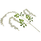 Wisteria kremowa