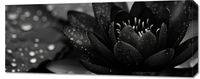 Obraz 100x40cm Lotos w Czerni