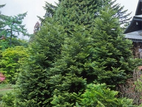 Żywotnikowiec japoński VARIEGATA Rogi łosia Thujopsis Duże sadzonki C3 na Arena.pl