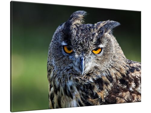 Obraz Sowa - Feans 100x70 PŁÓTNO na Arena.pl