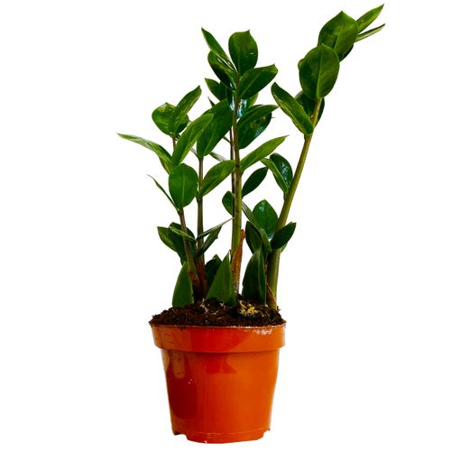 ZAMIOKULKAS (ZAMIOCULCAS) 30cm na Arena.pl