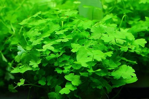 Rośliny Hydrocotyle Tripartita japan łatwy trawnik na Arena.pl