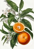 Plakat 42x59,4cm Dojrzałość Pomarańczy