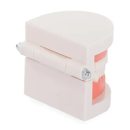 Model stomatologiczny szczęka zęby zębowy slamy na Arena.pl