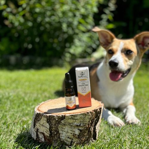 OLEJEK KONOPNY CBD 10% | FULL SPECTRUM | DLA ZWIERZĄT| ŁOSOŚ | DLA PSA KOTA na Arena.pl
