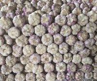 Czosnek polski świeży 1 Kg Harnaś 5-6cm